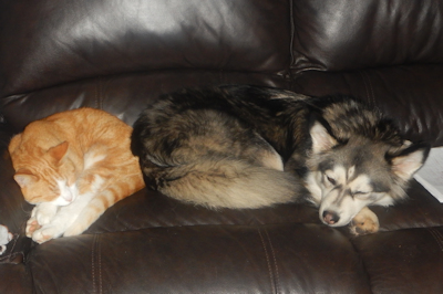 Dog and Cat